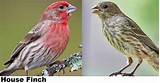 House Finch And Purple Finch Images