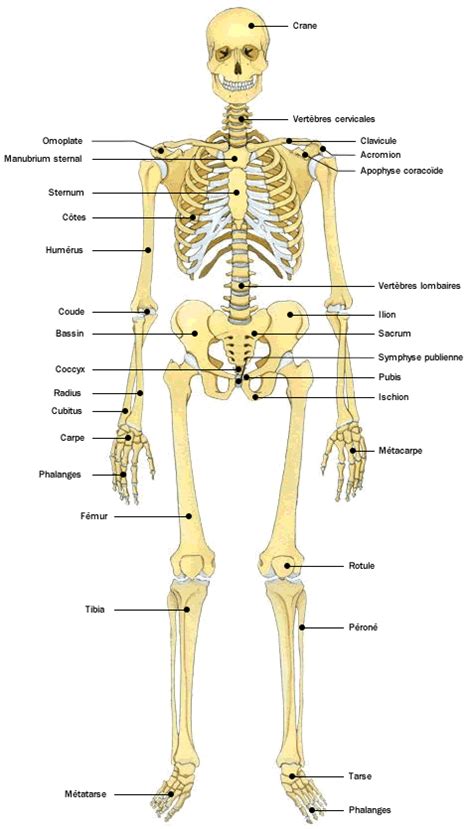 Le Squelette Anatomie Du Corps Humain Anatomie Corps Humain Images