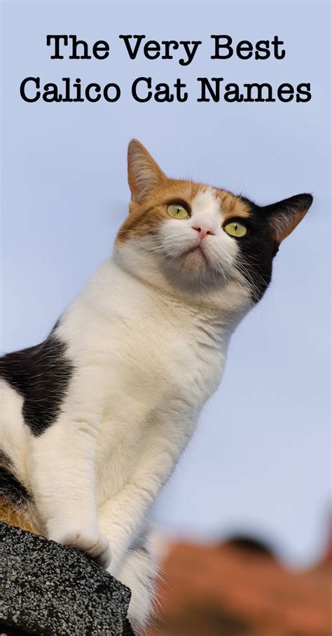 Newest oldest price ascending price descending relevance. Calico Cat Names - 250 Great Ideas For Naming Your Calico ...