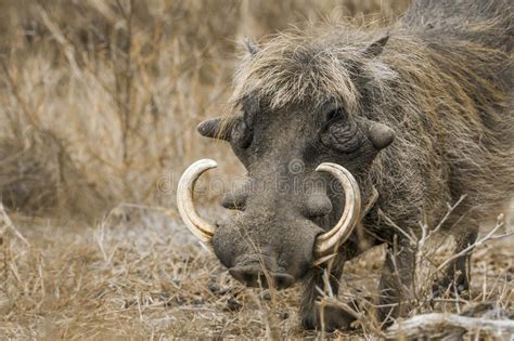 Common Warthog In Kruger National Park South Africa Stock Image