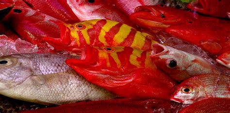 Explainer What Is Ciguatera Fish Poisoning
