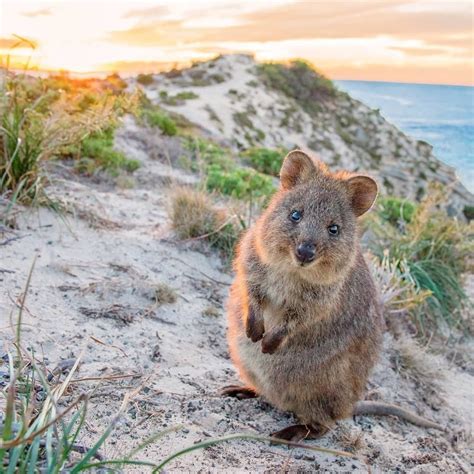 Beautiful Endangered Animals List Australia