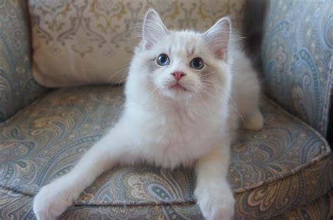 See our lists of cats waiting to be adopted click here. Adorable Grand Champion Ragdoll Kittens For Adoption ...