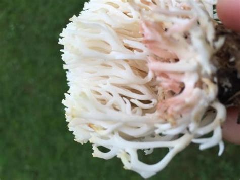 Is This White Coral Edible Identifying Mushrooms Wild