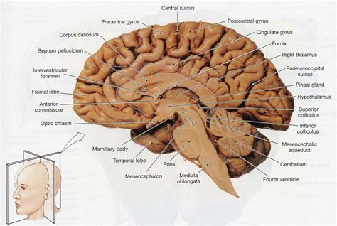 Sagittal Section Of Brain Diagram Image Of A Longitudinal Section Of A