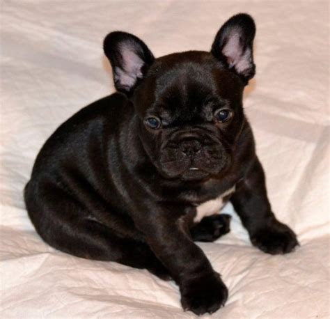 First class frenchies is a veterinarian owned and operated home based breeder in eastern ohio. Chambord French Bulldogs - French Bulldog Breeder in Ohio ...