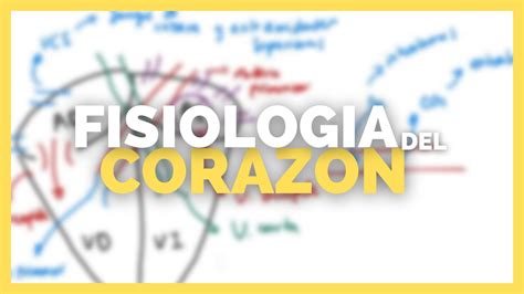 Fisiologia Cardiaca Partes Y Funciones Del Corazon Anatomia En