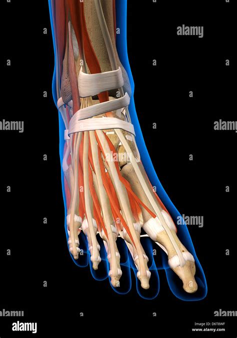 Front View X Ray Female Ankle Foot Bones Muscles Ligaments Full Color