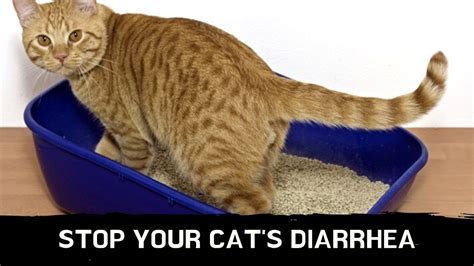 How To Stop Your Cat S Diarrhea Cat Diarrhea Treatment Housepetscare Com