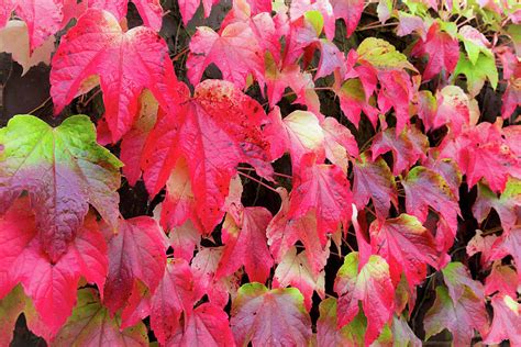 Red Leaves Japanese Ivy Photograph By Semmick Photo Fine Art America