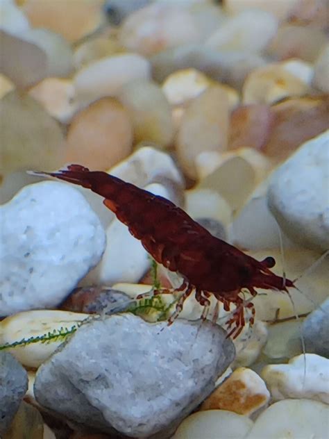 Helping Sexing Shrimp Raquariums
