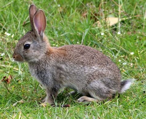 15 Confusing Identical Yet Different Animals Four Paw Square