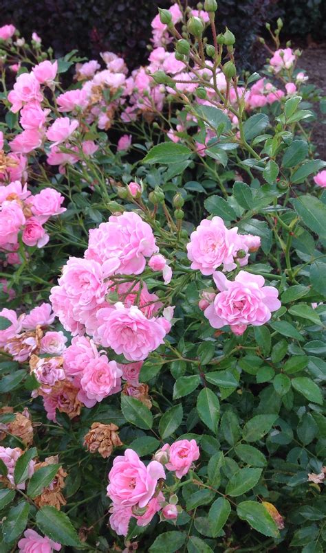 Pink Fairy Rose 2013 Garten Rosen