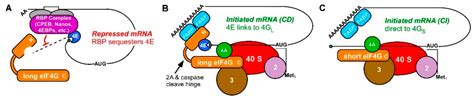 IJMS | Free Full-Text | Cap-Independent mRNA Translation in Germ Cells