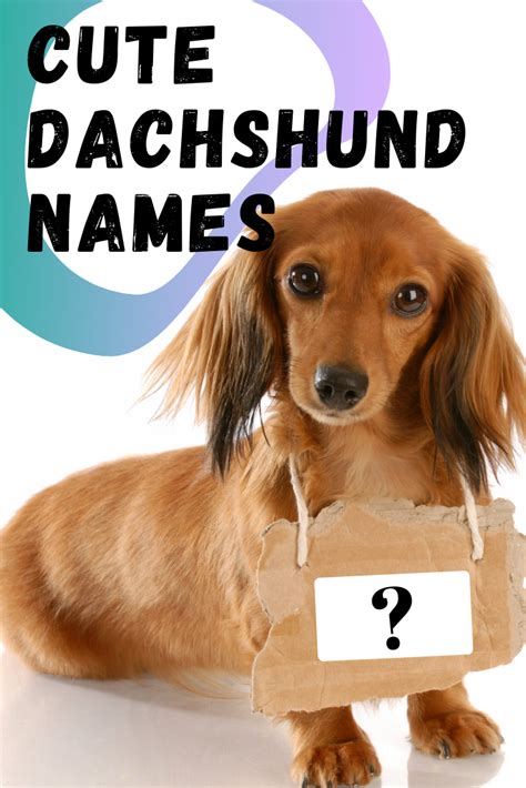 What Is A Good Name For A Dachshund Dachshunds Have A Unique