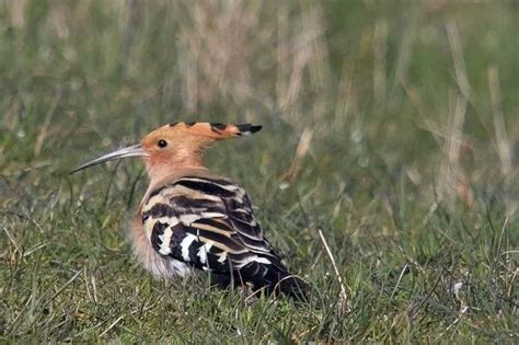Rare Hoopoe Bird Spotted In North Wales North Wales Live