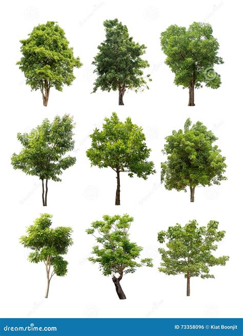 Collection Of Isolated Trees On White Backgroud Stock Photo Image Of