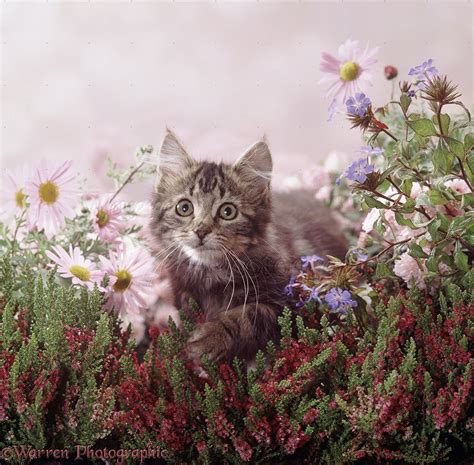 Fluffy Tabby Kitten Among Pink Daisies And Heather Photo Wp38764