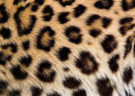 Leopard Skin 2 Animal Print Wallpaper Leopard Print Wallpaper