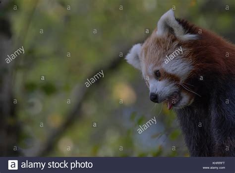 Red Panda Ailurus Fulgens Captive Close Up Portrait While Walking