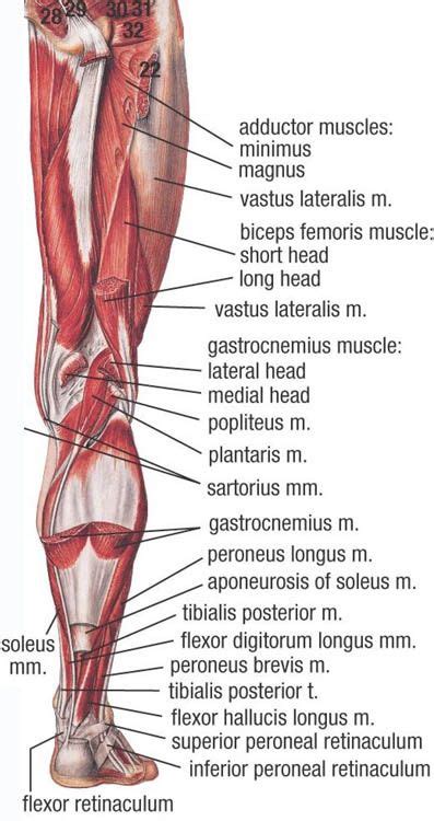 Some are small in length, and others are thinner and less bulky than muscles that extend or flex the knee or foot. Picture | Muscle anatomy, Medical anatomy, Anatomy