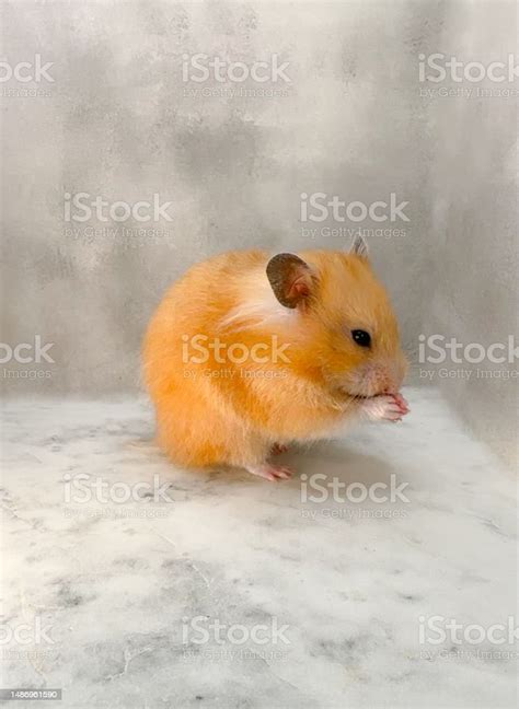 Cute Syrian Hamster On A Marble Floor With Grey Background Praying