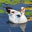 Hawaiʻi Birding Trails  Muscovy Duck