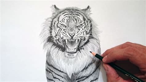 Recreación diccionario emoción imagenes de tigres para dibujar a lapiz