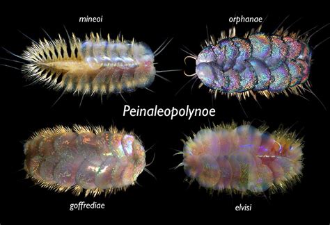 New Worm Species With Jewel Like Scales Discovered In Deep Ocean Darkness Inside Science