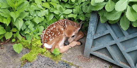 Baby Animals In The Wild