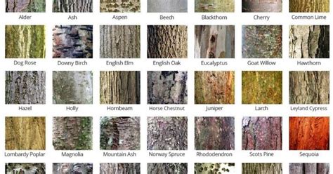 A Whole Lot Of Bark About Bark Tree Bark Identification Tree
