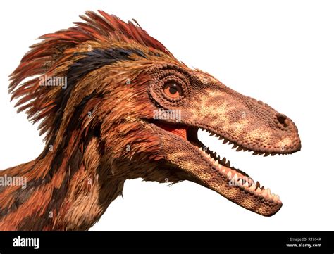 Model Of A Deinonychus Hi Res Stock Photography And Images Alamy