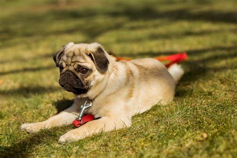 Pug Dog Dog Girl With Red Leash In The Park Happy Puppy Having