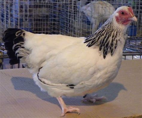 sussex naine for sale poules informations sur les races omlet