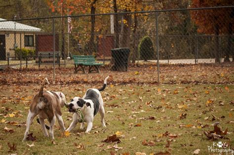 Barltlett Dog Park Near Memphis Bring Your Pet To Run And Play Off
