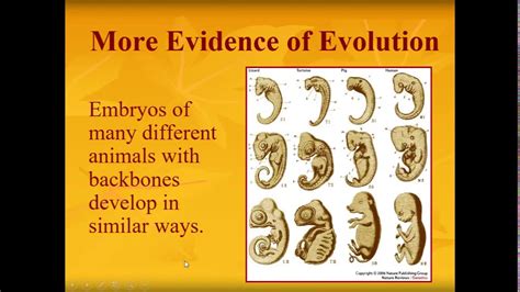 Ppt Evolution Evidence And Types Of Data Powerpoint Presentation Riset