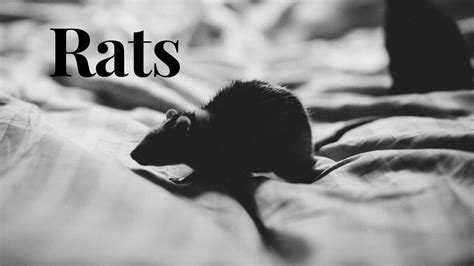 rats the most resilient companions of man interesting facts about rats youtube