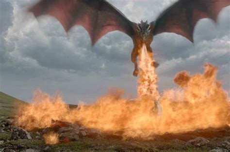 The Biology Behind A Fire Breathing Dragon Royal Society Of Biology Blog