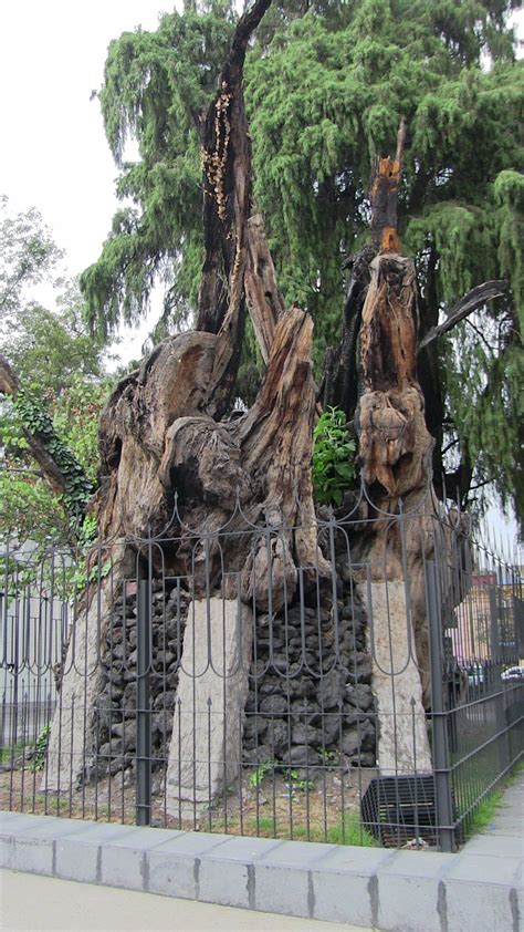 El Histórico Árbol De La Noche Triste México City Monuments Tree