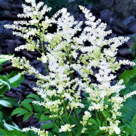 Bridal veil is a vigorous hanging plant that stays bushy and more attractive if pruned regularly. Astilbe Arendsii Bridal Veil Plant | White False Spirea ...