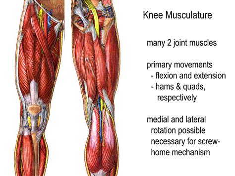 Medial Knee Muscle Anatomy