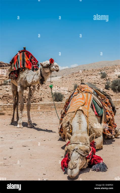 camels in Nabatean Petra Jordan middle east Stock Photo - Alamy