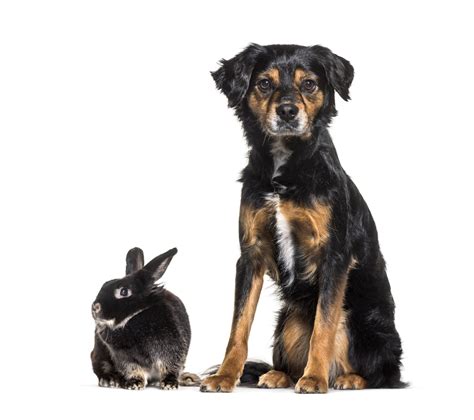 Do Dogs And Rabbits Get Along Four Paw City
