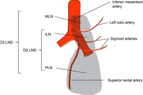 Schematic Image Of The Mesenteric Lymph Nodes And The Extent Of Lymph