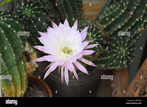 Queen Of The Night Cactus Blooming Stock Photo Alamy