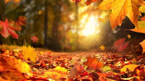 Autumn Leaves Screensaver Tv App Roku Channel Store Roku