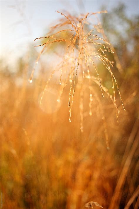 Tall Summer Grass Turned Gold By Stocksy Contributor Marcel Stocksy