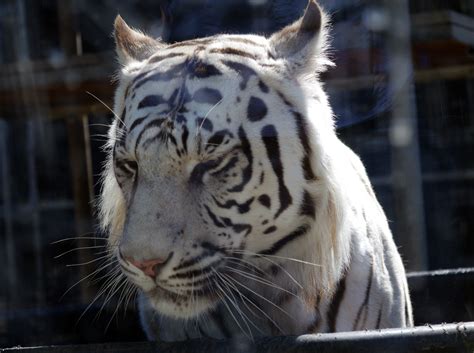 Tigers At The Cougar Mountain Zoo