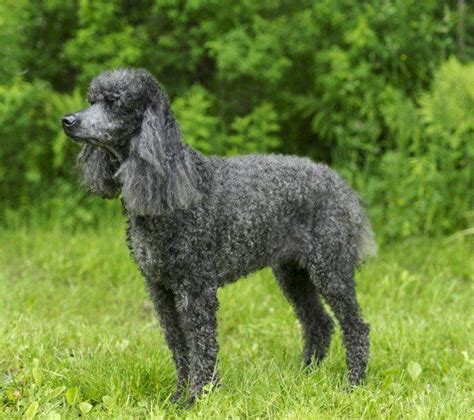 Standard Poodle Dog Breed Facts Highlights And Buying Advice Pets4homes