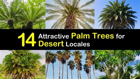 14 Attractive Palm Trees For Desert Locales